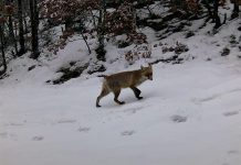 Shtimi i kafshëve të rralla në Parkun e Prespës