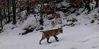 Shtimi i kafshëve të rralla në Parkun e Prespës