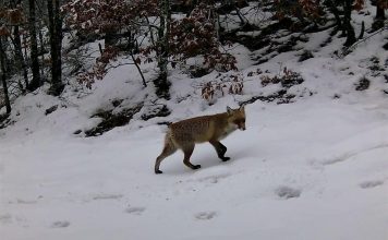 Shtimi i kafshëve të rralla në Parkun e Prespës