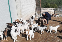 FOTOT/ Njihuni me Dashnorin, blegtori që ka 700 dhi dhe keca: Kujdesem për to bashkë me gruan