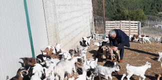 FOTOT/ Njihuni me Dashnorin, blegtori që ka 700 dhi dhe keca: Kujdesem për to bashkë me gruan