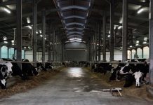 Ferma e familjes Gjondrekaj, mbështetje nga programi IPARD II