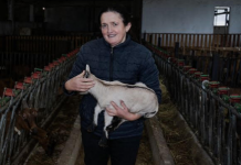 Familja nga Malësia e Madhe ndërton fermën e dhive për furnizimin e baxhos së djathit