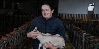 Familja nga Malësia e Madhe ndërton fermën e dhive për furnizimin e baxhos së djathit