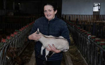 Familja nga Malësia e Madhe ndërton fermën e dhive për furnizimin e baxhos së djathit