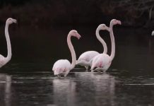 Flamingot në Karavasta, spektakël për vizitorët