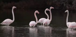 Flamingot në Karavasta, spektakël për vizitorët