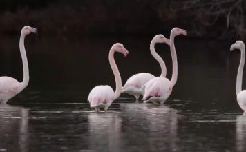Flamingot në Karavasta, spektakël për vizitorët