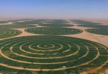 Emiratet mbjellin grurë në shkretëtirë