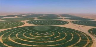 Emiratet mbjellin grurë në shkretëtirë