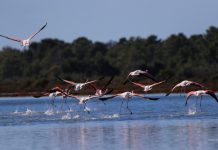 FOTO/ Reportazh nga Laguna e Karavastasë, mrekulli e natyrës dhe “shtëpia e pelikanit kaçurrel”