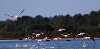 FOTO/ Reportazh nga Laguna e Karavastasë, mrekulli e natyrës dhe “shtëpia e pelikanit kaçurrel”