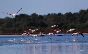 FOTO/ Reportazh nga Laguna e Karavastasë, mrekulli e natyrës dhe “shtëpia e pelikanit kaçurrel”