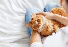 Si ta dalloni nëse macja juaj ju ka zgjedhur “përgjithmonë”?