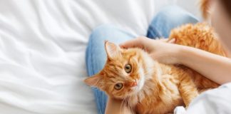 Si ta dalloni nëse macja juaj ju ka zgjedhur “përgjithmonë”?