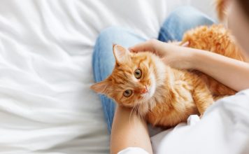 Si ta dalloni nëse macja juaj ju ka zgjedhur “përgjithmonë”?