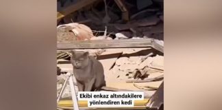 Macja i ‘shpëton’ jetën tre personave, mes tyre një foshnje