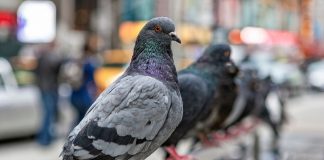 Pëllumbat habisin shkencëtarët, mësojnë njësoj si inteligjenca artificiale