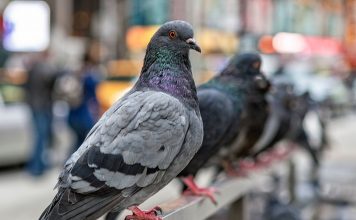 Pëllumbat habisin shkencëtarët, mësojnë njësoj si inteligjenca artificiale