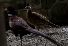 FOTOT/ A keni dëgjuar për pyllin e Fazanëve në Maliq? Shihni pamjet e mrekullueshme