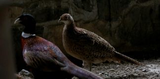 FOTOT/ A keni dëgjuar për pyllin e Fazanëve në Maliq? Shihni pamjet e mrekullueshme