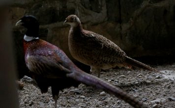 FOTOT/ A keni dëgjuar për pyllin e Fazanëve në Maliq? Shihni pamjet e mrekullueshme