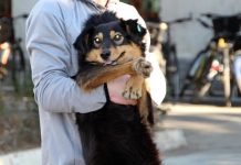 Bashkia Shkodër nis transferimin dhe grumbullimin e qenve drejt strehëzës së re