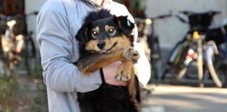 Bashkia Shkodër nis transferimin dhe grumbullimin e qenve drejt strehëzës së re