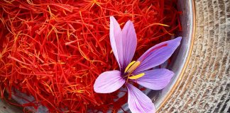 Erëza më e shtrenjtë në botë që rritet edhe në Shqipëri, vlerat e jashtëzakonshme