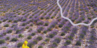 Shqipëria, mes 25 eksportuesve kryesorë të bimëve mjekësore në botë