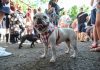 Bulldogu francez më i parapëlqyeri për amerikanët