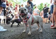 Bulldogu francez më i parapëlqyeri për amerikanët