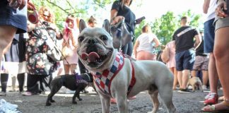 Bulldogu francez më i parapëlqyeri për amerikanët