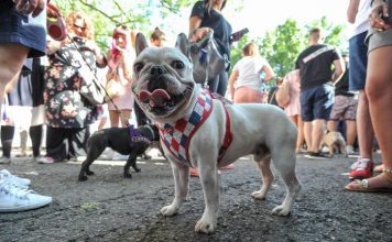 Bulldogu francez më i parapëlqyeri për amerikanët