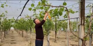 Pas 10 vitesh në Itali, emigranti rikthehet dhe investon në vendlindje