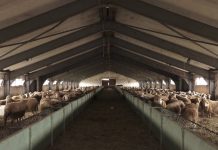 Skemat e mbështetjes në bujqësi, deri në 360 mijë lekë për fermat me të imta