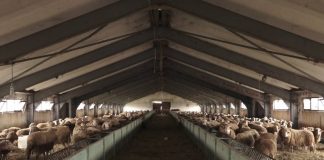 Skemat e mbështetjes në bujqësi, deri në 360 mijë lekë për fermat me të imta