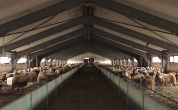 Skemat e mbështetjes në bujqësi, deri në 360 mijë lekë për fermat me të imta