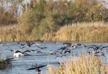 Laguna e Kune Vain, një prej oazeve më të rëndësishme të biodiversitetit