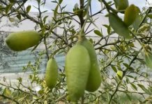 Limoni më i shtrenjtë në botë kultivohet në Lushnje!