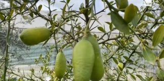 Limoni më i shtrenjtë në botë kultivohet në Lushnje!