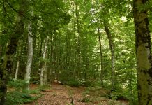 Sot më 21 mars shënohet “Dita Ndërkombëtare e Pyjeve”