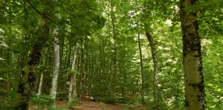 Sot më 21 mars shënohet “Dita Ndërkombëtare e Pyjeve”