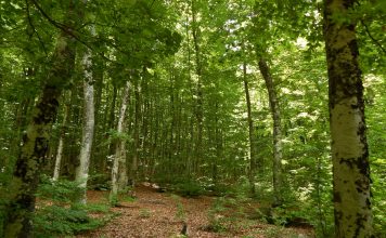 Sot më 21 mars shënohet “Dita Ndërkombëtare e Pyjeve”