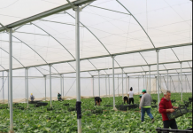 Serra moderne në Lushnjë mbështetur nga IPARD rrit eksportet e perimeve