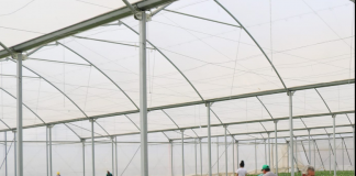 Serra moderne në Lushnjë mbështetur nga IPARD rrit eksportet e perimeve