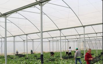 Serra moderne në Lushnjë mbështetur nga IPARD rrit eksportet e perimeve