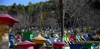 Skema kombëtare, subvencion deri 150 mijë lekë subjekteve në bletari