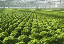 Skema Kombëtare në Bujqësi, mbi 15 mijë aplikime në ditën e parë