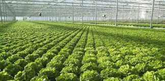 Skema Kombëtare në Bujqësi, mbi 15 mijë aplikime në ditën e parë